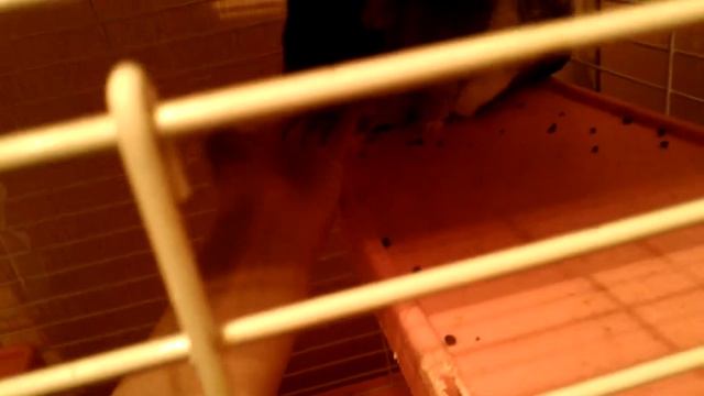 Мои питомцы) Шиншиллы. смотреть онлайн