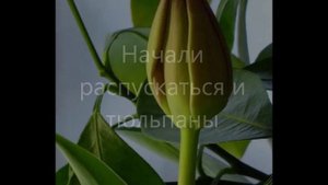 Выгонка цветов тюльпанов и нарциссов