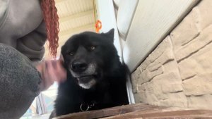 Волкособ Гул’дан - дежурный по тарелочкам