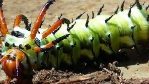 Ядовитые гусеницы. Все про гусениц.