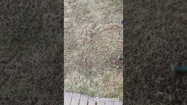 Подготовка газона к лету. Скарификация газона 2021 апрель смотреть онлайн