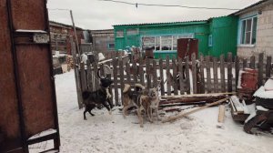 выезд по первому снегу, прогулка с лайками, выстовил Дину на авито