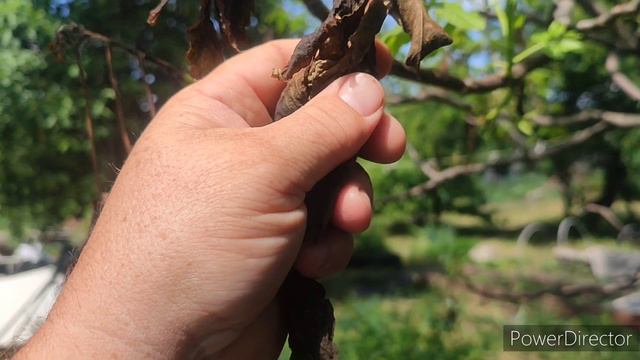 ВИНОГРАД И ОРЕХ ПОСЛЕ ЗАМОРОЗКОВ! смотреть онлайн