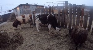 Наше личное подсобное хозяйство (ЛПХ)