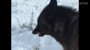 Вой волка.Долина волков!Душа богу,чест никому.