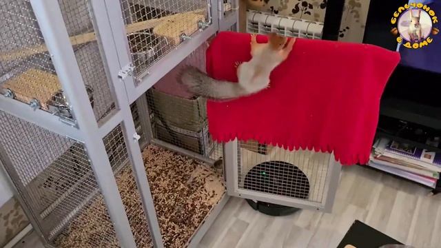 Белка пристально наблюдает за робот пылесосом ? Squirrel watches a robot vacuum cleaner смотреть онлайн