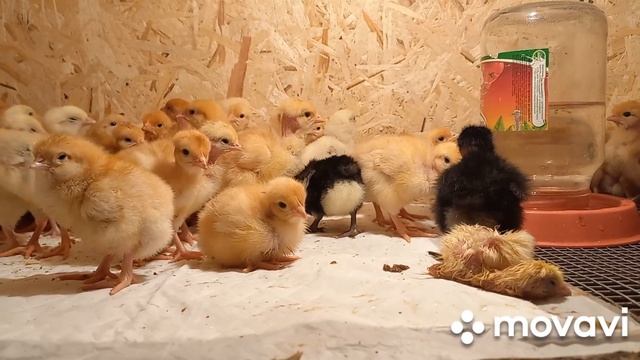 Как содержим суточных цыплят бройлеров и голошеек,чем кормим.