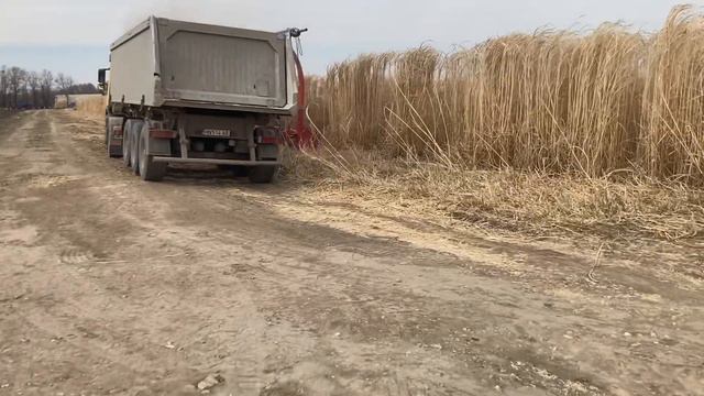 Moldova Miscanthus Harvest 2022