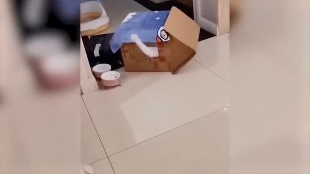 Коты и собаки смешные видео