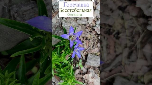 Горечавка бесстебельная (Gentiana).?