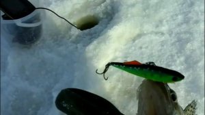 Ловля судака зимой! Судак на раттлин! Чебоксары, Сюктерка!