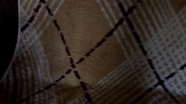 Шиншилла Бе под пледом.