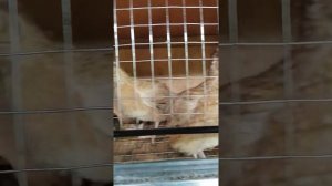 Как отличить самку от самца у перепелов