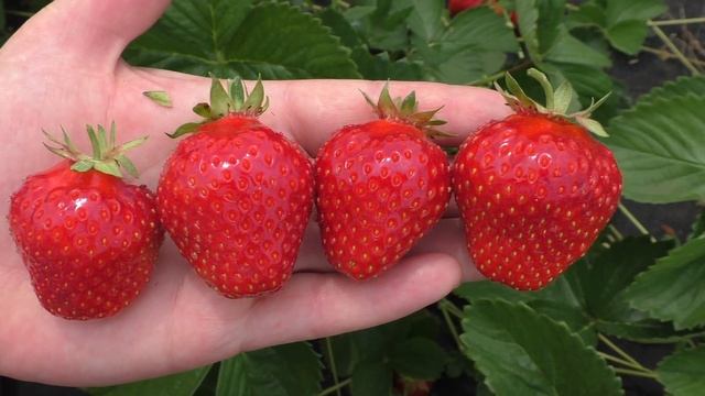 АЛЛЕГРО Ранний десертный сорт клубники смотреть онлайн