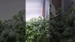 Досветка рассады томатов. Месяц от посева