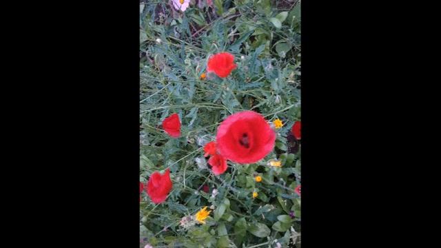 Елизавета Стихи / Gary Moore-2 / опять проба смотреть онлайн