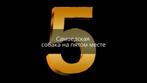 ТОП 10 -САМЫХ КРАСИВЫХ ПОРОД СОБАК В МИРЕ