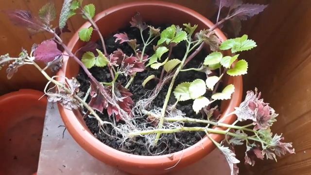 Размножение колеуса черенками в октябре!Цветочный микс! смотреть онлайн