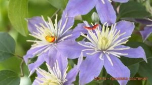 Клематис крупноцветковый Юста (clematis) ? клематис Юста обзор: как сажать рассада клематиса Юста