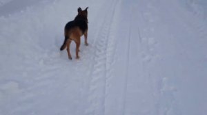 Как открыть свой питомник с Хаски? // Начало