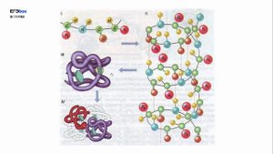 Белки Нуклеиновые кислоты