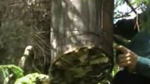 Ловля бродячих пчелиных роев