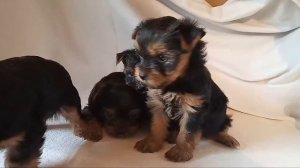 Выбор щенка: Мальчик или девочка?