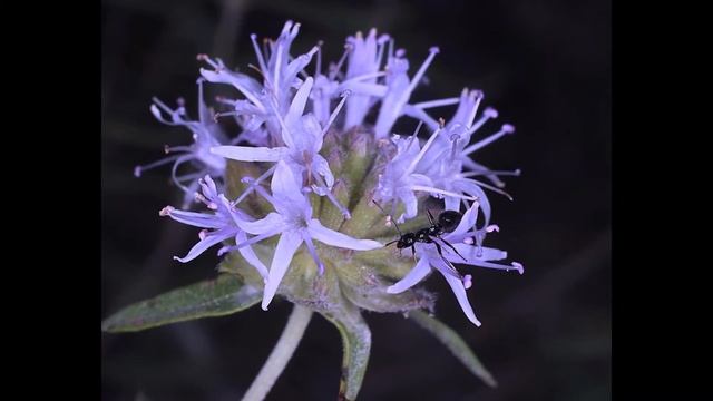 МОНАРДЕЛЛА (MONARDELLA) сем. Губоцветные или Яснотковые смотреть онлайн