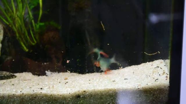 Green sumatra barb (Puntius tetrazona, Parmička mechová) смотреть онлайн