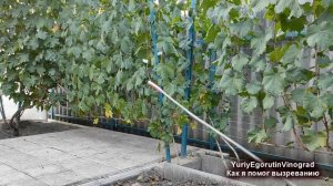 ? Простой ПРИЕМ для ВЫЗРЕВАНИЯ ЛОЗЫ ВИНОГРАДА и получения ПОВЫШЕННОГО УРОЖАЯ. Жадным не смотреть)))