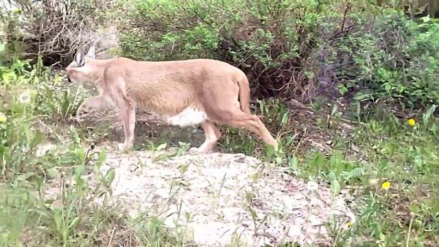Шлёпа попал в зоопарк, что случилось с шлёпой что он попал В ЗООПАРК!? смотреть онлайн