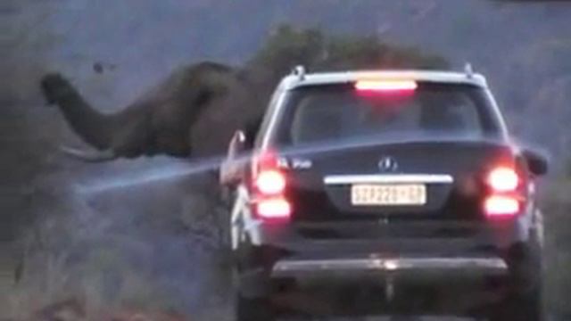 Слон не пропускал автомобили и создал пробку смотреть онлайн