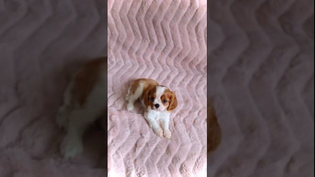 Чудесная малышка Кавалер Кинг Чарльз Спаниеля в ПРОДАЖЕ!!!  Более подробно звоните  79636115520