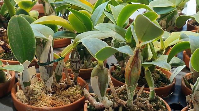 Cattleya nobilior 이모저모~ смотреть онлайн