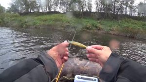 Щука на воблеры. Река Межа. Рыбалка в сентябрь 2019