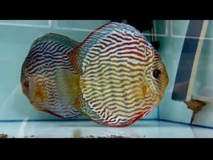 В гостях у Александра Ромащенко!!! Я и мой друг Руслан под впечатлением!!! дискусы, скаты, карпы кои