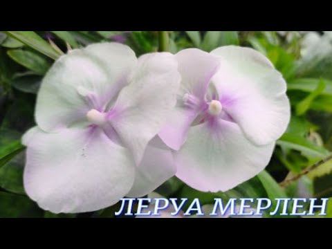 №796/ ШИКАРНЫЕ орхидеи в ДНЮ МАМЫ в ЛЕРУА МЕРЛЕН