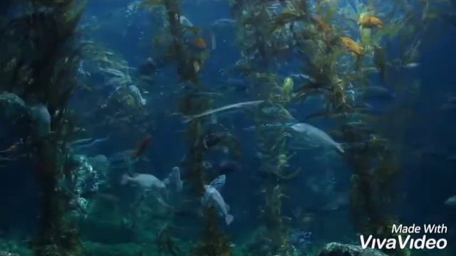 Музыка для души Янни