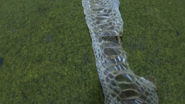 Линька удава 2,5 метра смотреть онлайн