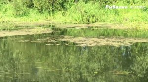 ОСЕННЯЯ ПЛОТВА В ПРОВОДКУ НА МИНИ-РЕЧКЕ