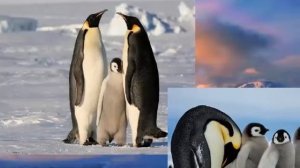 Презентация "Животные холодных стран", воспитатель Яровая И.В.