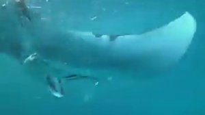 Манта- самый большой в мире скат