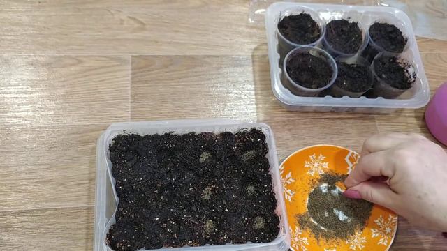 Лобелия. Посев лобелии своими семенами.