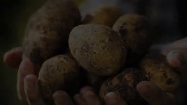Картошка Сорт Адретта Купить смотреть онлайн