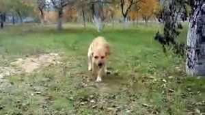 Cобака динго 2014 прирученая