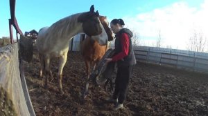 Работа с лошадью: знакомлю с хомутом