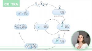 Кто такой бактериофаг? | БИОЛОГИЯ ЕГЭ | СОТКА