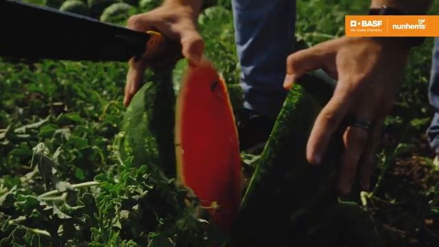 ? Юлия F1 семена арбуза (Nunhems / Нюнемс) смотреть онлайн