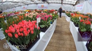 Выставка тюльпанов в Голландии