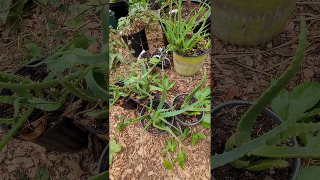 Aloe Vera Propagation